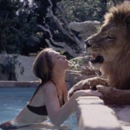 Lion_de_companie-003