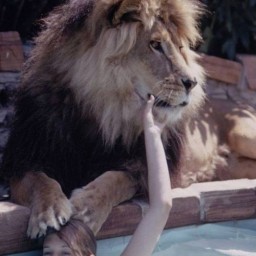 Lion_de_companie-004