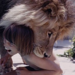 Lion_de_companie-005