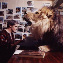 Lion_de_companie