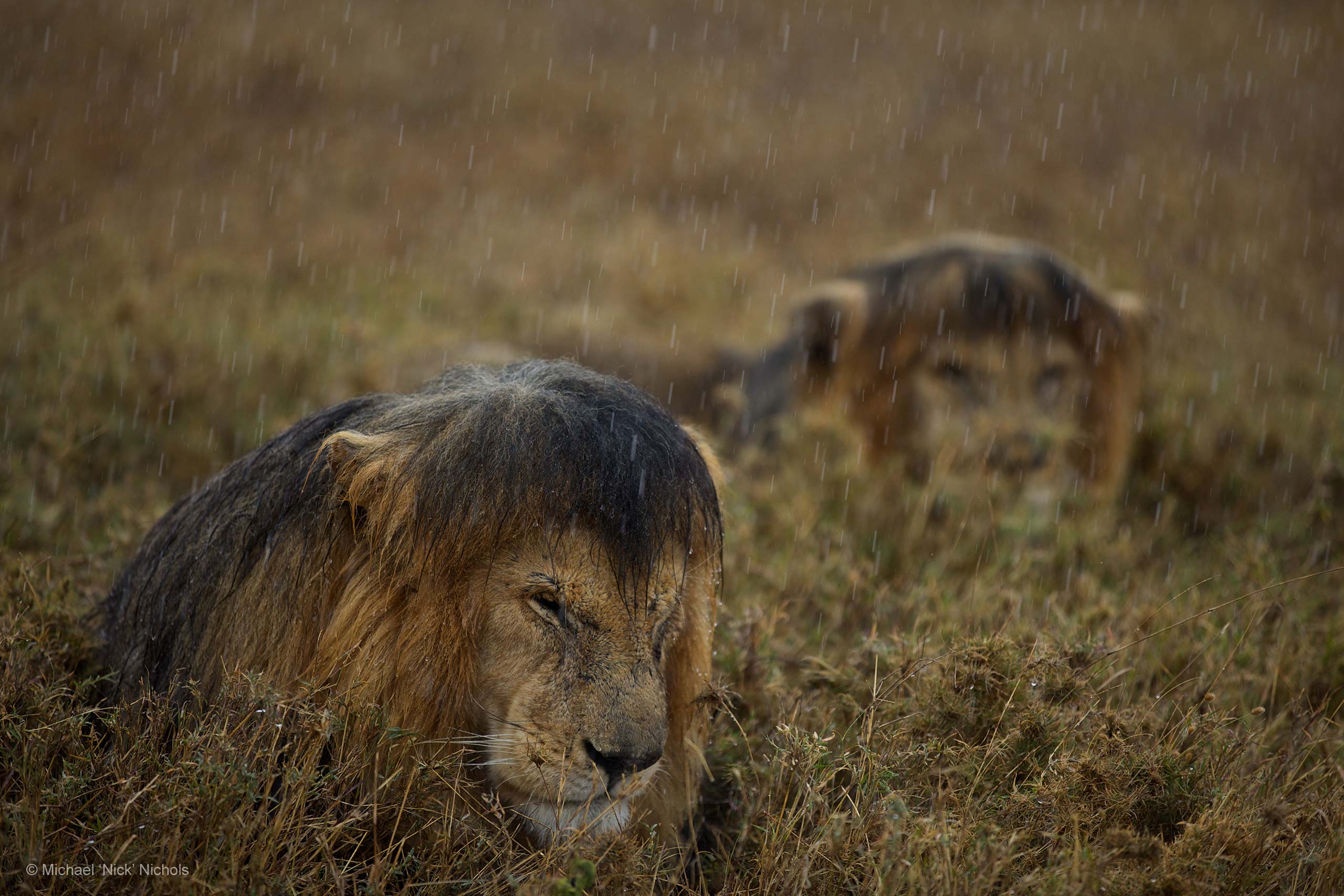 lions-mouille.jpg