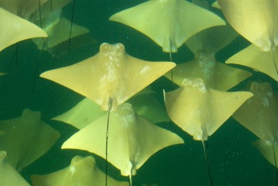 ***EXCLUSIVE, SPECIAL FEES***  GULF OF MEXICO: This incredible picture Golden rays migrating in the Gulf of Mexico was taken by amateur photographer Sandra Critelli, in July 2007. Sandra Critelli, an Italian living in New Jersey was on a whale shark snorkeling expedition in the Gulf of Mexico when she noticed a group of migrating golden rays on their migration. Having gone over to the group they discovered that there were in fact thousands of them.  PHOTOGRAPHY BY SANDRA CRITELLI / BARCROFT MEDIA LTD + 44 (0) 845 370 2233 www.barcroftmedia.com